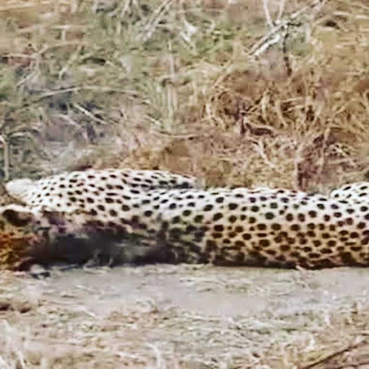 मप्र : श्योपुर से सामने आई बुरी खबर, एक और तेजस चीता की मौत, अबतक 7 की मौत